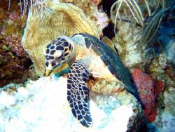 Turtle munching on a sponge seen August 2006 at East end ... by Bonnie Conley 